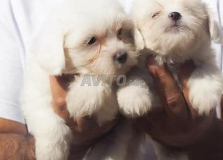 كلب بيشون مالطي