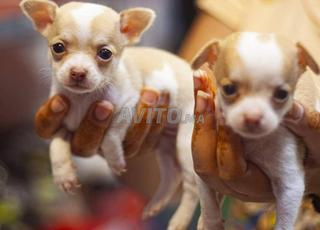 كلب الشيواوا