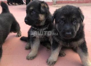 جرو الراعي الألماني