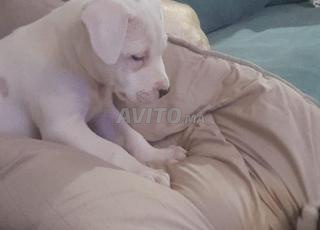 Chiot dogue argentin