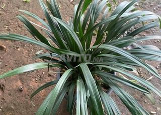 ليروب نبتة خضراء قوية سهلة العناية