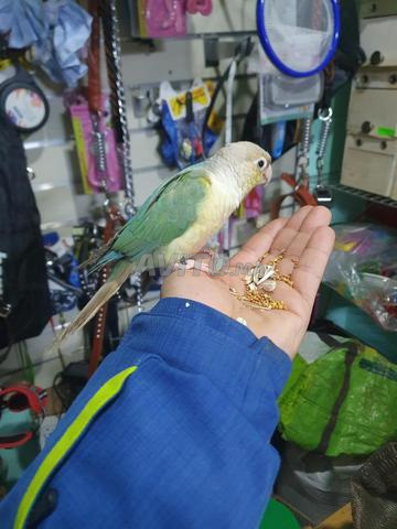 طيور مولينا