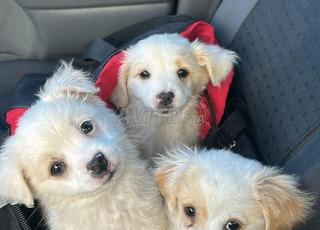 Petit chien pekinois x bichon