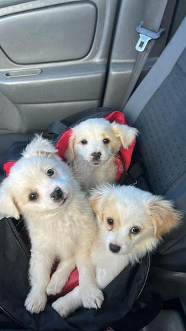 كلب صغير بكيني × بيشون