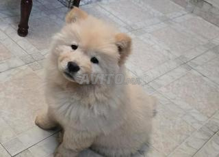 Chow chow pure race