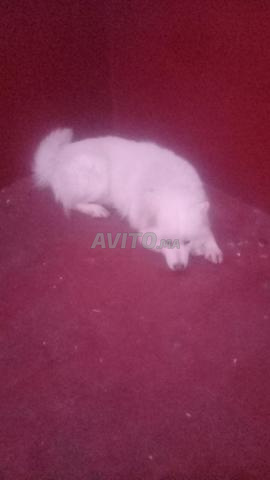 Femelle Berger Suisse Blanc 8 mois