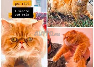 Persan peke face pur race