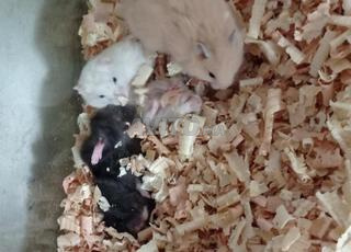 هامستر للبيع Hamster a vendre