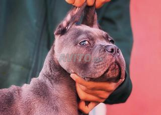جراء كلب Cane Corso مع شهادة النسب