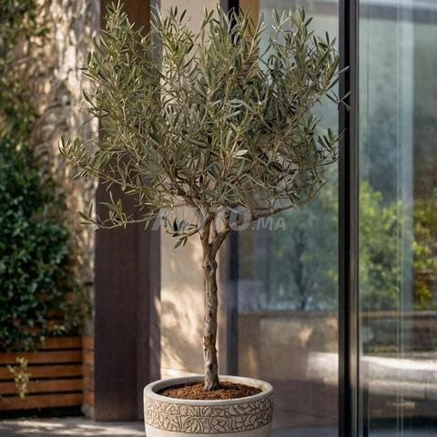 Olivier espèce Olea europaea I