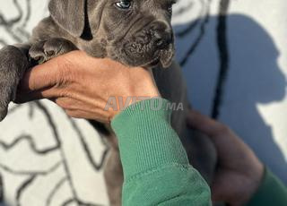جراء Cane Corso بعيون زرقاء