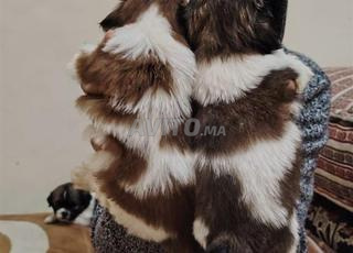 متوفر جراء شي تزو رائعة