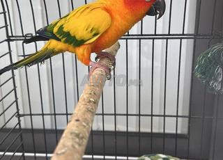 Sun Conure