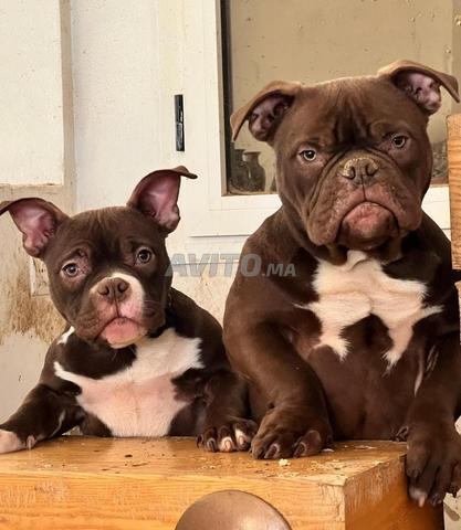 American Bully Micro