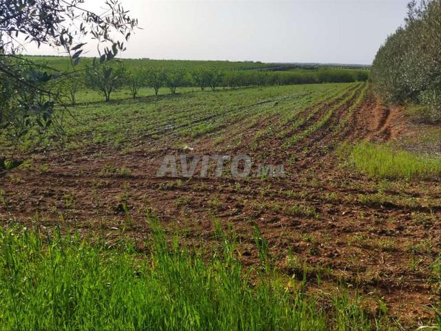 أرض فلاحية للبيع مساحتها هكتار و 700