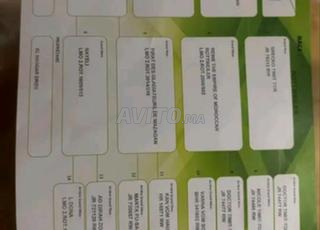 Mâle Rottweiler Mâle Dogue Argentin