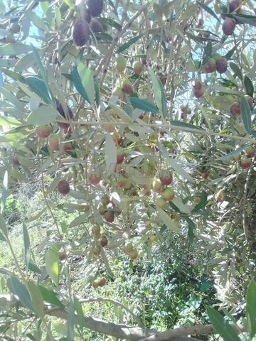 زيت زيتون بلدي، منطقة الشاوية