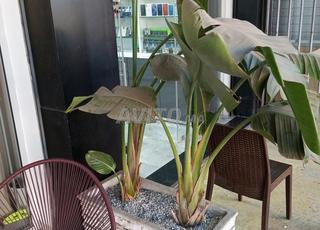 Plantes décoratives Strelitzia