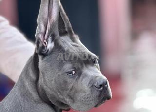 جرو Cane Corso ذو نسب رمادي