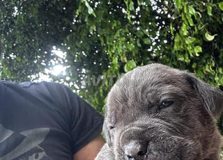 cane corso