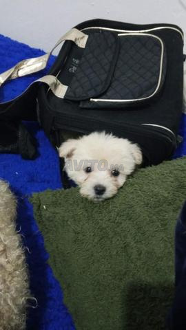 كلاب بيشون مالطية أصيلة صغيرة الحجم - 2