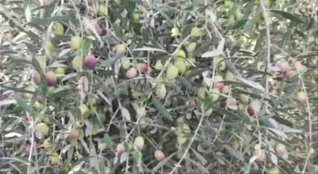 ضيعة فلاحية للبيع Farm for sale - 2