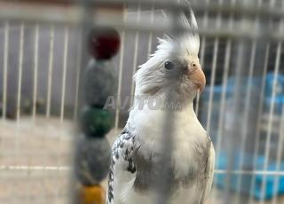 فراخ للبيع في سلا