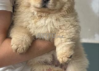 جرو تشاو تشاو ذكر