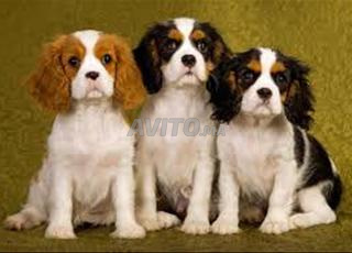 جرو كافالييه كينغ شارل