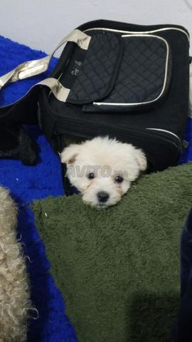 كلاب صغيرة بصحة جيدة من النوع كانيش