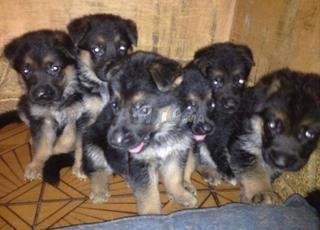 بيرج اللوز عمر شهرين