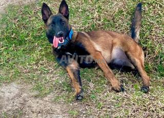 Malinois charbone