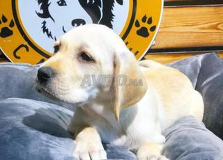 لابرادور مع عقد بيع