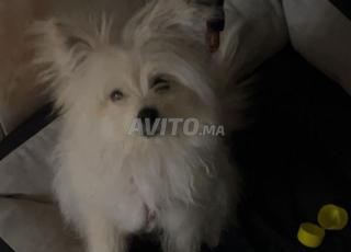 كلب سبيتز 5 أشهر