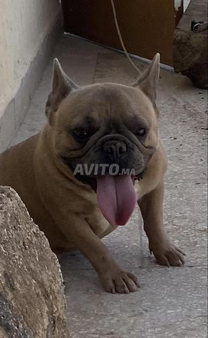 بولدوج عمره سنة