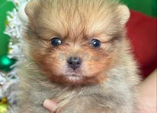 ذكر سبيتز قزم