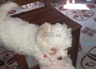 Des bichons maltais pure race petite taille