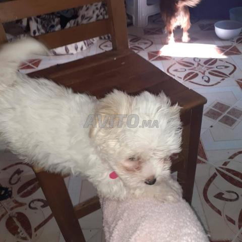 كلاب بيشون مالطية أصيلة صغيرة الحجم