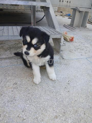Portée de 6 chiots Husky nouveau-nés à vendre
