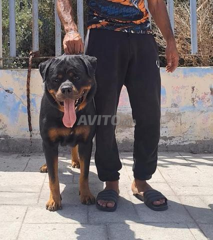 Super mâle Rottweiler race pure