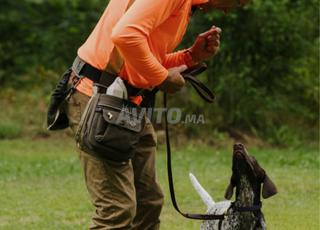 مدرب كلاب محترف 🐕