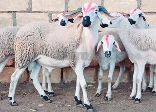 Annonce de Serda d'apparence trompeuse