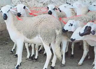 30 génisses Sardi bonnes et gestantes