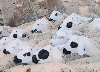 Génisse Sarda de qualité à vendre