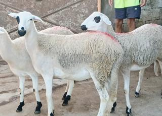 Hawlia sardia mliha à vendre