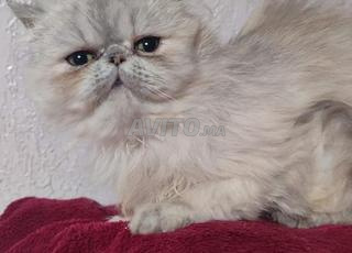 femelle persan chinchilla 3 mois