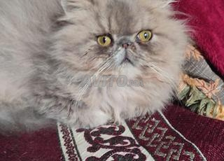 ذكر فارسي 5 أشهر