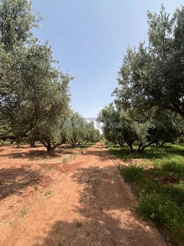 Ferme 1,2 hct à vendre Sidi Abdela ghyat Marrakech