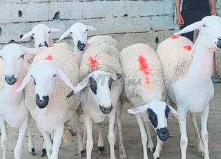 السلام عليكم، توجد 30 حولية صردية ضارة