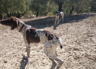 Chien de chasse. Bien dressé